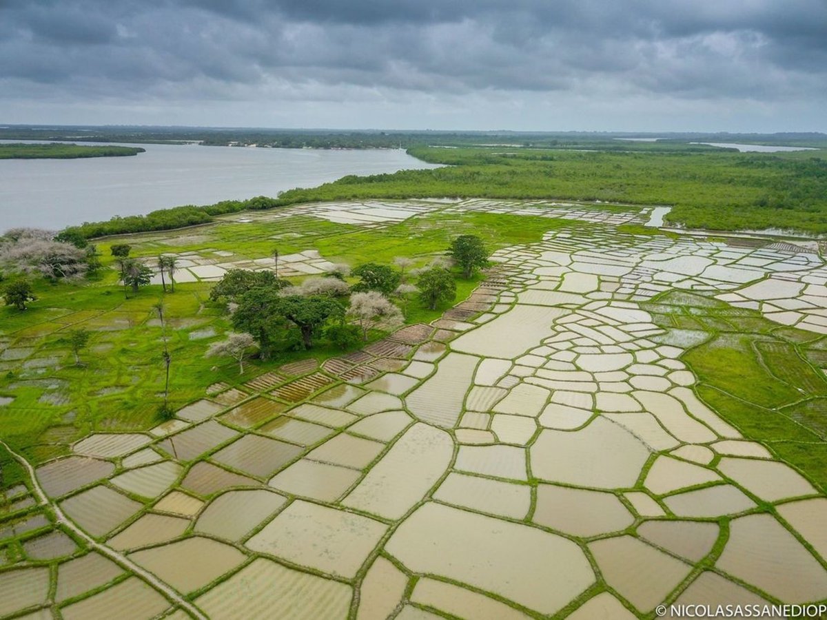 oeildusenegal's tweet photo. Bonsoir , je vous amène dans le SUD du Sénégal. Pour les amoureux de la nature voici un bolong de la Casamance qui héberge des champs rizicoles.⠀
⠀
En CASAMANCE , les Diolas sont reconnus pour leur maîtrise séculaire de la ... https://t.co/AN7iTARDAT https://t.co/cUJLYt1gWL