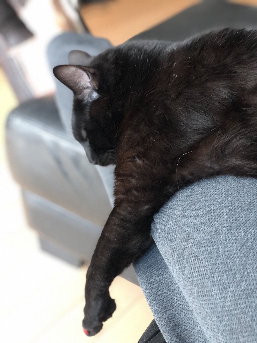LeoRautins's tweet photo. I’m sorry Rico...didn’t mean to answer my phone &amp; wake you up!! 🤷‍♂️🤦‍♂️ #BellLetsTalk https://t.co/8eRX9nwYUR