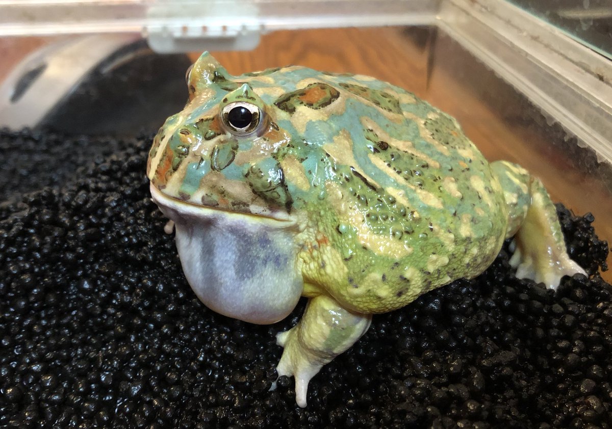 ムンバイ 冷えが心配でソイルを投入 ブリにはメダカをがんばって食べてもらいました 今日は3回ほど鳴いたのでちょっと元気が出てきたのかな ｸﾞﾜｯ 鳴き声録音したいなあ ツノガエル クランウェルツノガエル