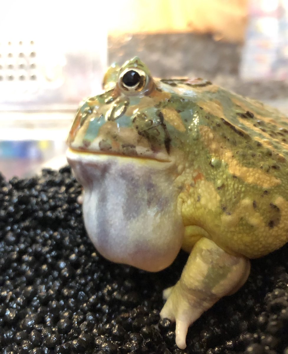 ムンバイ 冷えが心配でソイルを投入 ブリにはメダカをがんばって食べてもらいました 今日は3回ほど鳴いたのでちょっと元気が出てきたのかな ｸﾞﾜｯ 鳴き声録音したいなあ ツノガエル クランウェルツノガエル