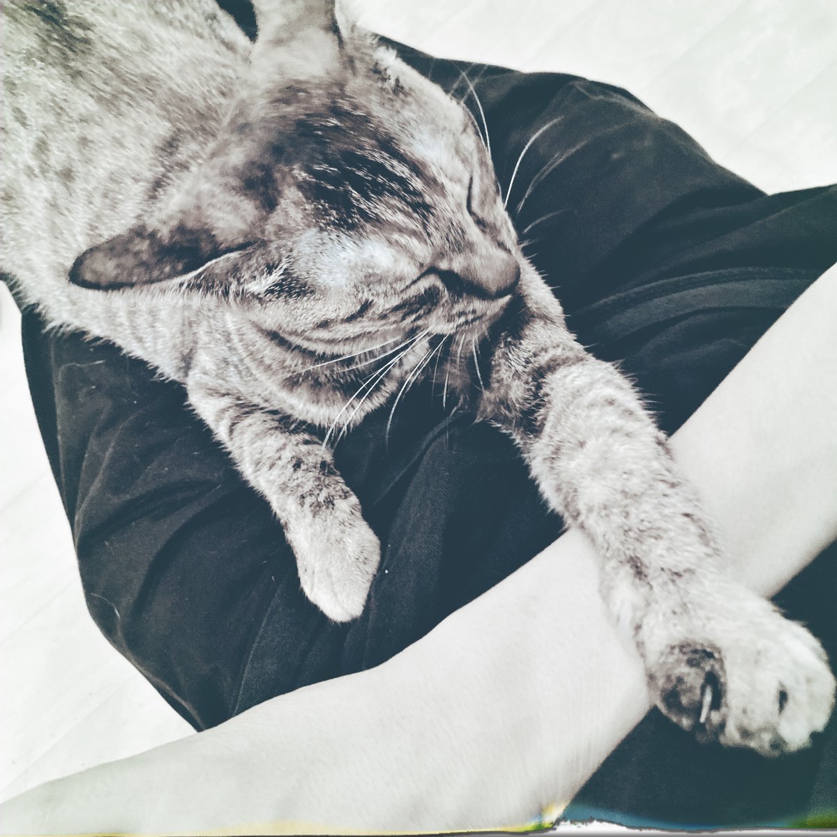 obi_wan_eclipse's tweet photo. I was placed in custody.  #猫式 #cat #ShotoniPhone #ErieGL #NekoChan #CadetBlueGel  #Hipstamatic https://t.co/Nq6zDjjzmK