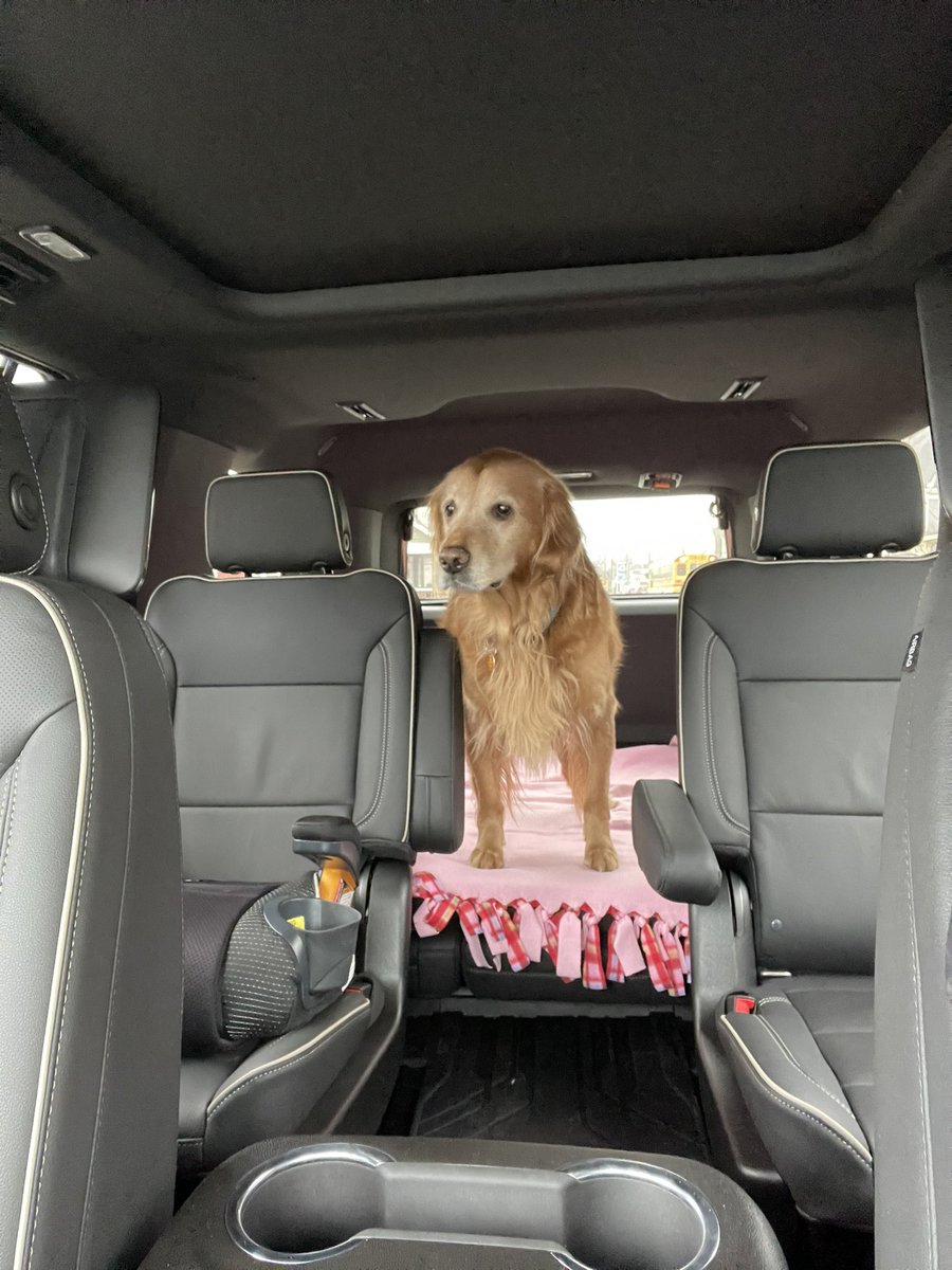 TourdeShadow's tweet image. My first ride in Momma’s new car! Sadly, it was to the vet. All the extra space in the back was very useful for cuddles while we waited. 

Vet’s best guess. Most likely a brain tumor causing possible seizures. Prayers for answers, meds, and/or comfort. #Shadtastic