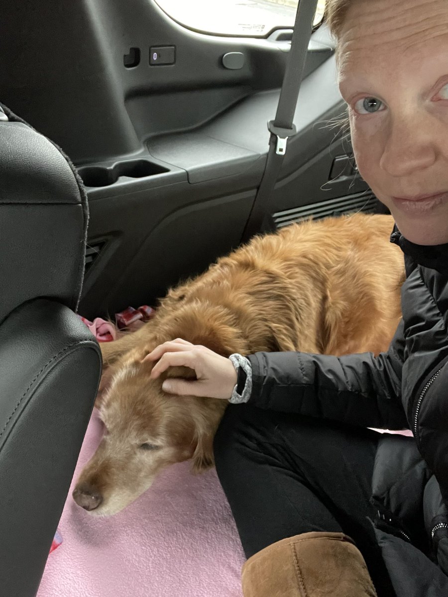 TourdeShadow's tweet image. My first ride in Momma’s new car! Sadly, it was to the vet. All the extra space in the back was very useful for cuddles while we waited. 

Vet’s best guess. Most likely a brain tumor causing possible seizures. Prayers for answers, meds, and/or comfort. #Shadtastic