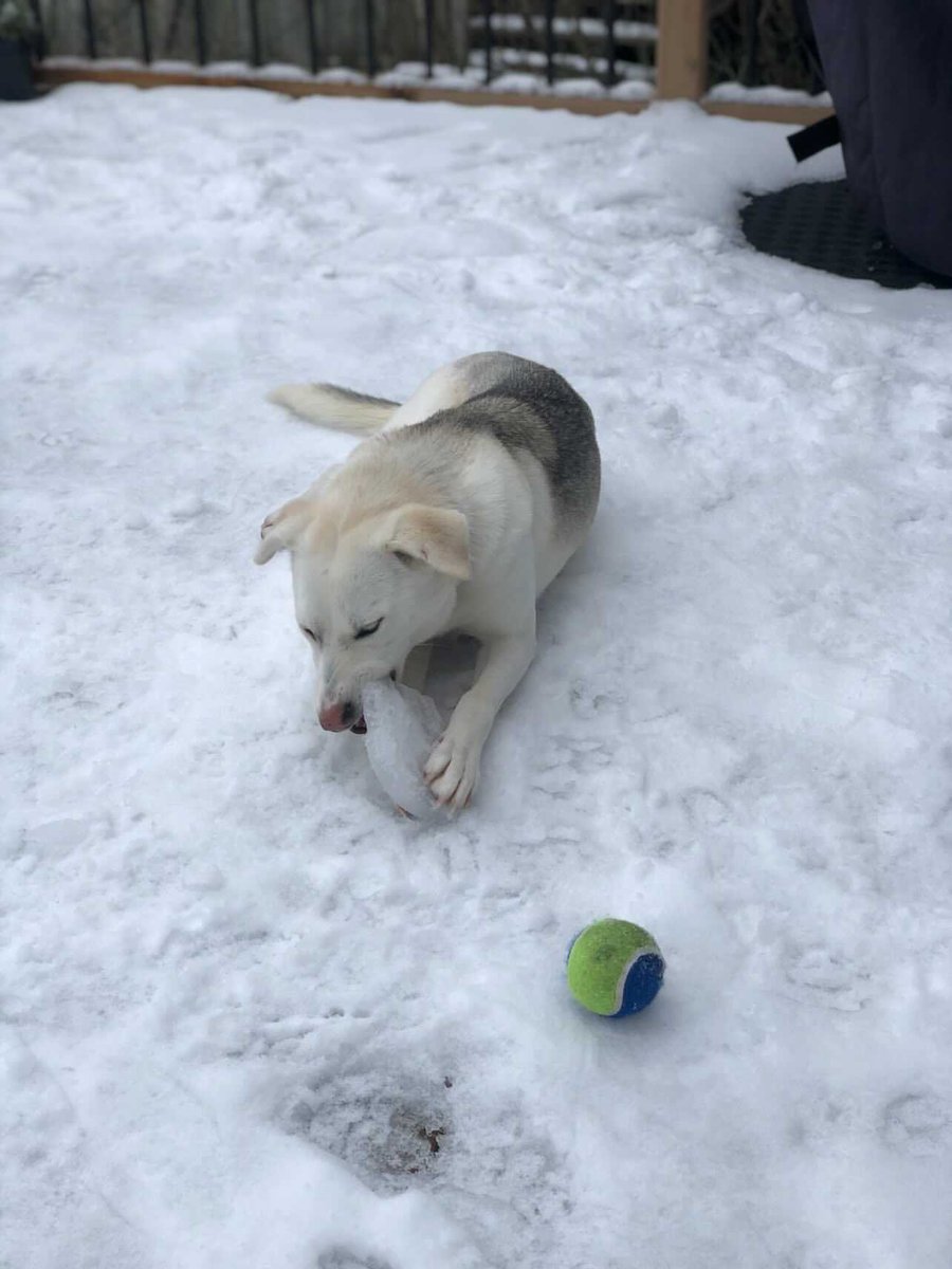 givemeapawlb's tweet photo. Lexy, Bella, and Blue just so happy in Canada!
Thanks for making this #projectinternational come to life, and getting these 3 beauties to their forever homes abroad ๐กโค๏ธ
Help us continue our work, donate using the link below:
https://t.co/myyen1wDSE https://t.co/KbpC2xTtBz