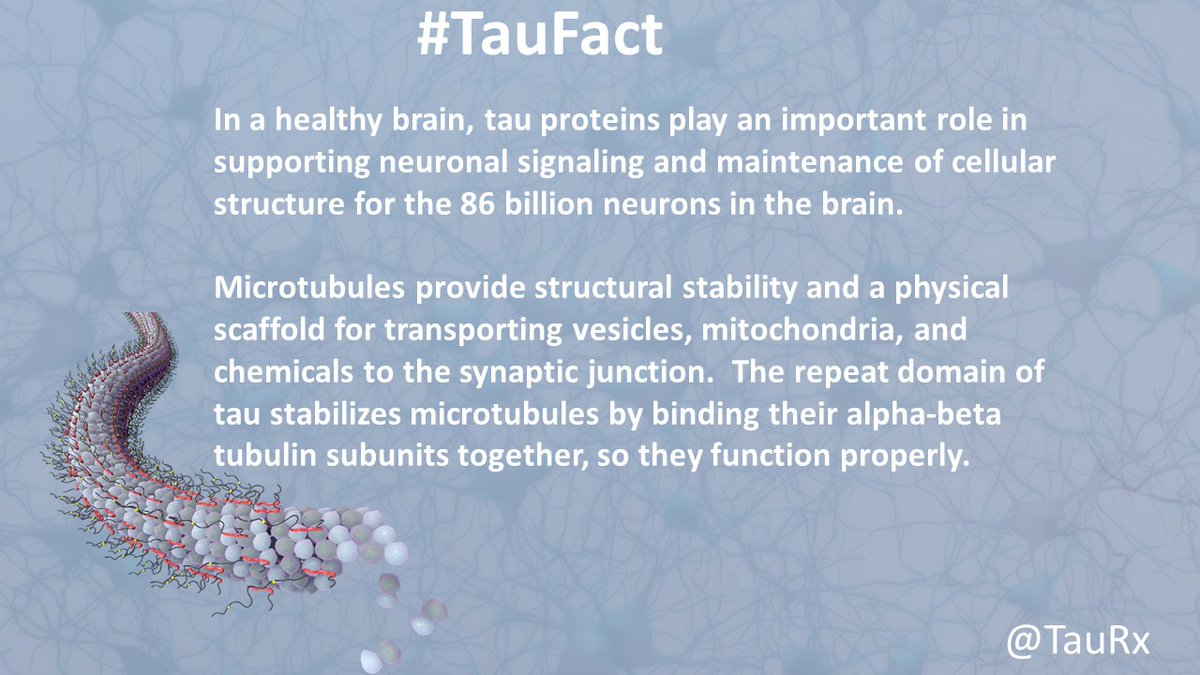 TauRx's tweet photo. This week's @TauRx #TauFact all about tau in the healthy brain #dementia #Alzheimers #lifesciences #tau #tauprotein #timefortauisnow #targetingtau https://t.co/J785Sbq0pP