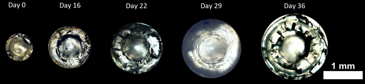 🐟Stable isotope analysis in fish eye lens laminae has emerged as a promising tool for diet reconstruction 🐟

Here, Bell-Tilcock of <a href="/ucdavis/">UC Davis</a> et al. adapt the method for #freshwater taxa using three dietary isotopes

Read the article open access: bit.ly/2M2g8Dn