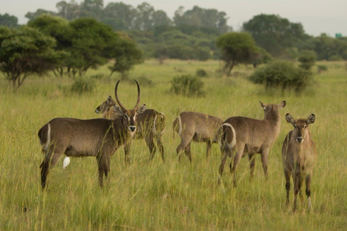KedarLodge's tweet photo. Come enjoy a real, ‘Out of Africa’ experience. Kedar Heritage Lodge is populated with a variety of game, including eland, blesbok, impala, bushbuck, nyala, kudu, zebra, blue wildebeest, giraffe and sable – making it a dream for nature lovers! Book your private game drive today! https://t.co/TAL8zVLwmH