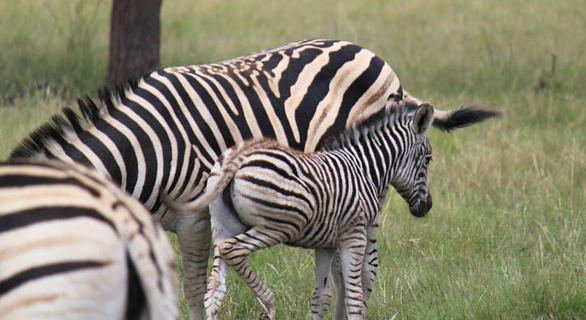 KedarLodge's tweet photo. Come enjoy a real, ‘Out of Africa’ experience. Kedar Heritage Lodge is populated with a variety of game, including eland, blesbok, impala, bushbuck, nyala, kudu, zebra, blue wildebeest, giraffe and sable – making it a dream for nature lovers! Book your private game drive today! https://t.co/TAL8zVLwmH