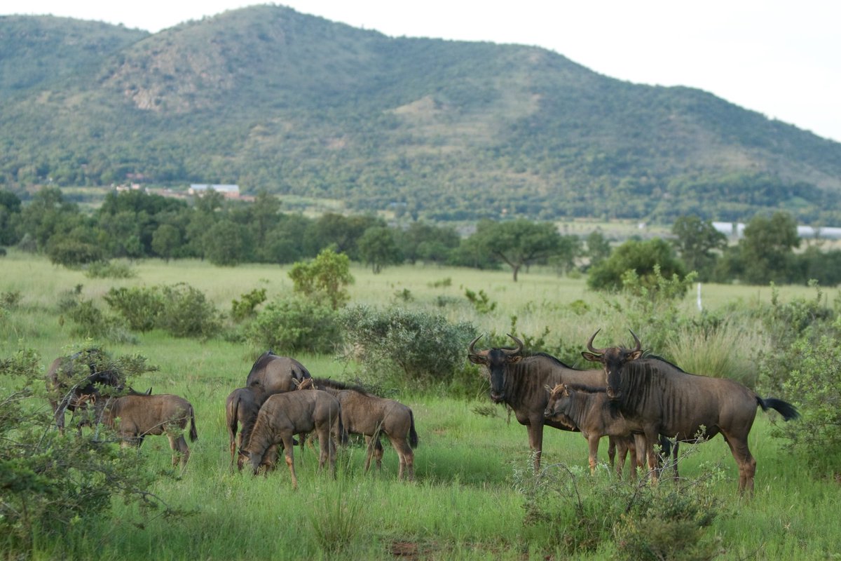KedarLodge's tweet photo. Come enjoy a real, ‘Out of Africa’ experience. Kedar Heritage Lodge is populated with a variety of game, including eland, blesbok, impala, bushbuck, nyala, kudu, zebra, blue wildebeest, giraffe and sable – making it a dream for nature lovers! Book your private game drive today! https://t.co/TAL8zVLwmH
