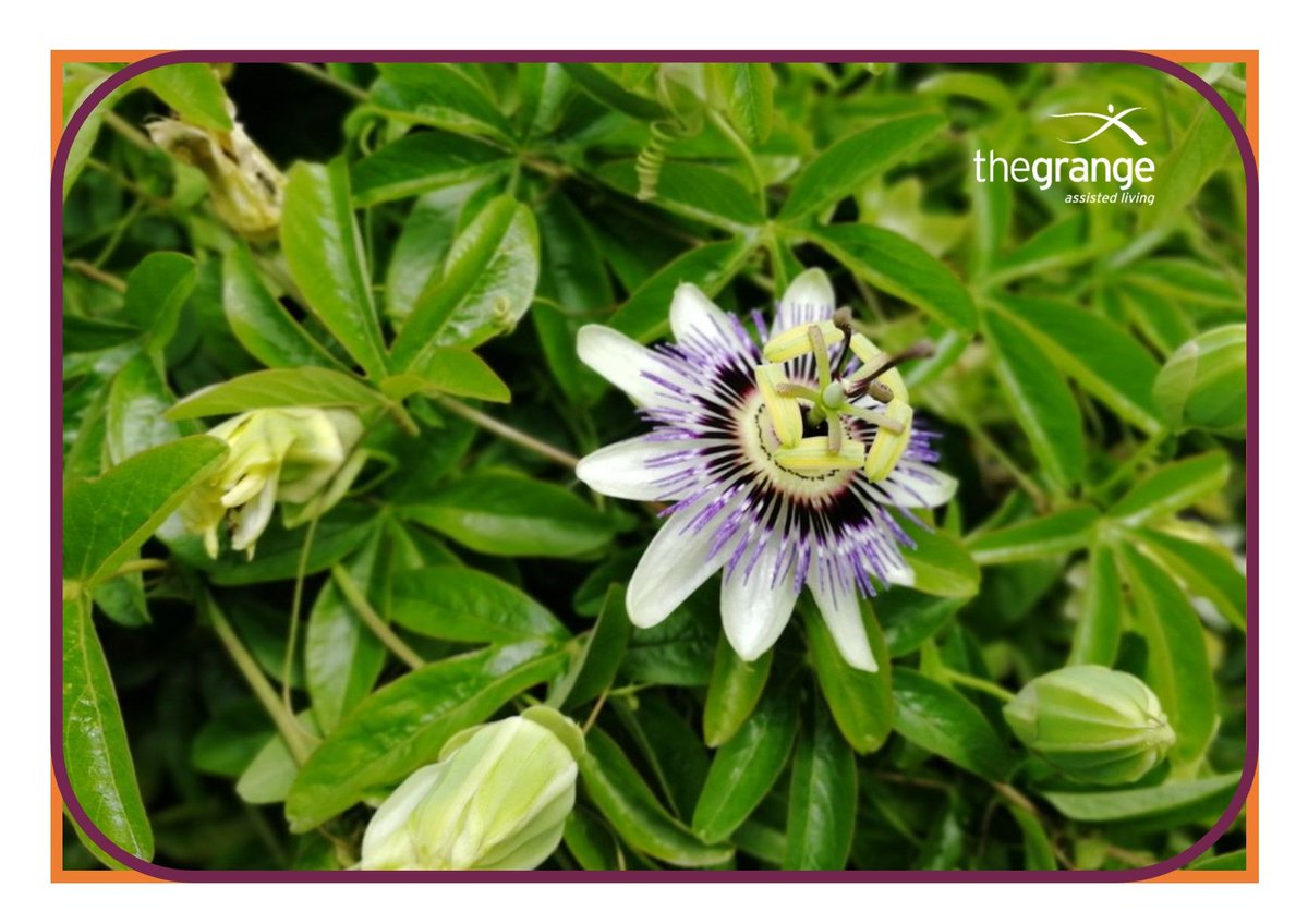 With a wide range of services available at our Luxury spa and Hair Salon you will be able to treat yourself to a relaxing pampering session. For more info please click here; buckshawretirementvillage.com