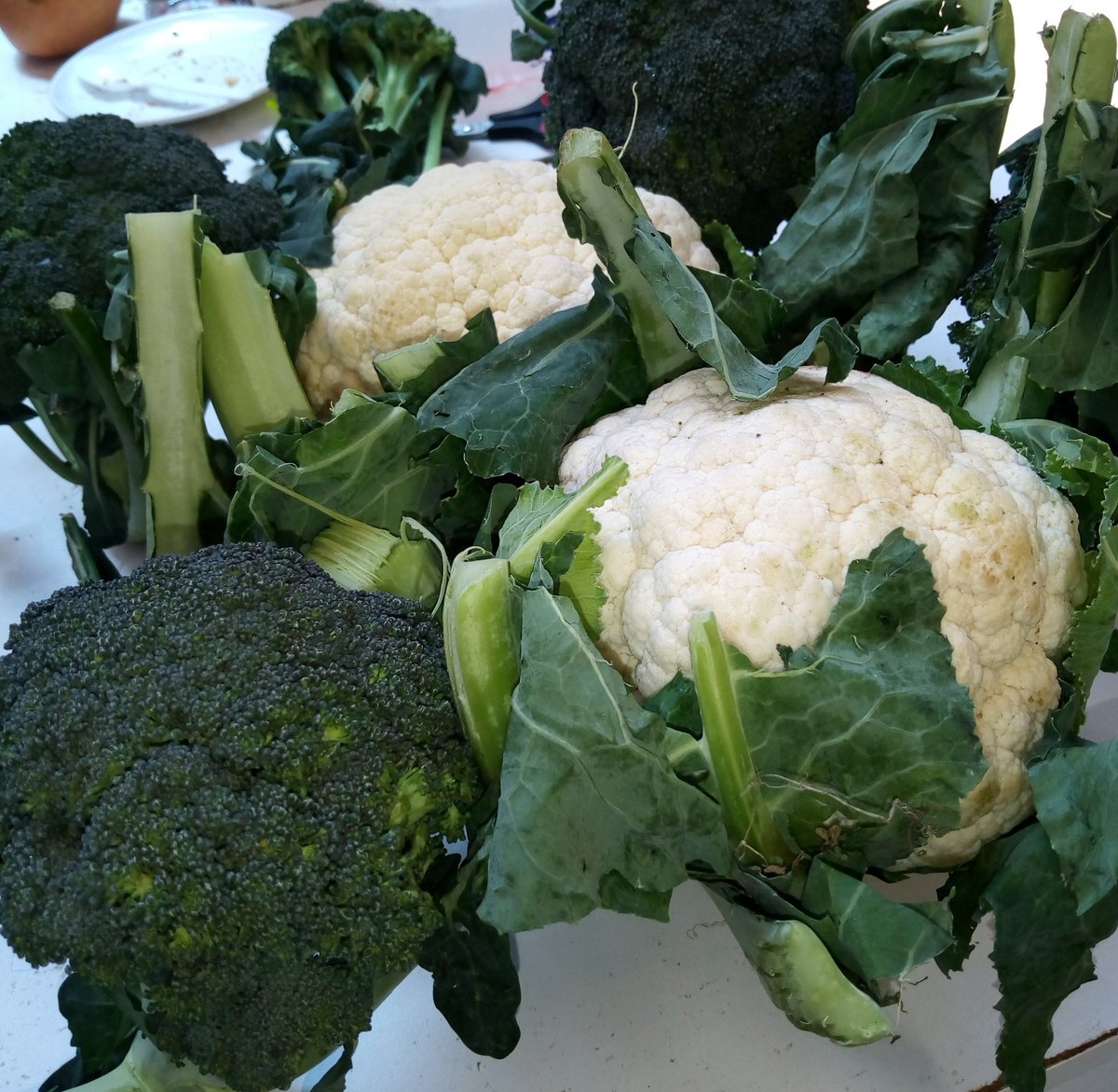 JorujoVeggies's tweet photo. Wait, but you do know that broccoli and cauliflower are low in calories and very high in vitamins, right?No? Well, now you know. Perfect for your new years fitness journey 😉
Karibuni Jorujo🥦🥦 https://t.co/QqyPoJc0KQ