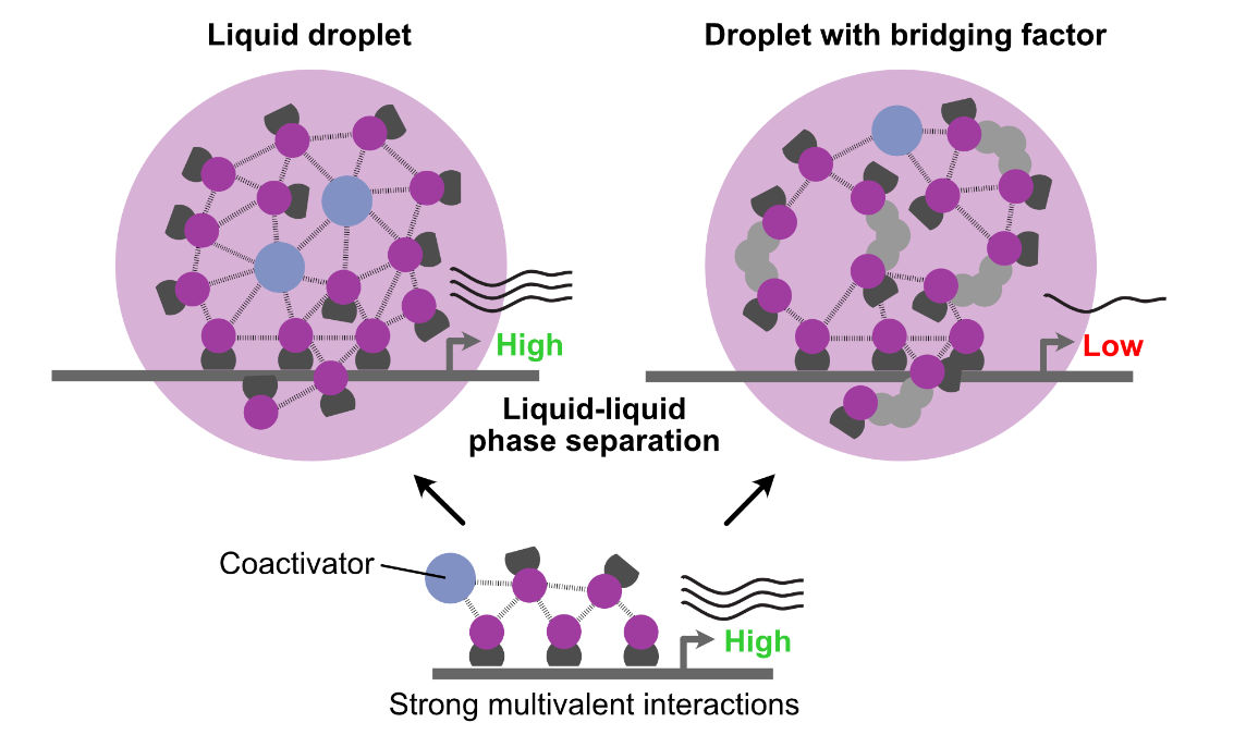 Karsten Rippe tweet media