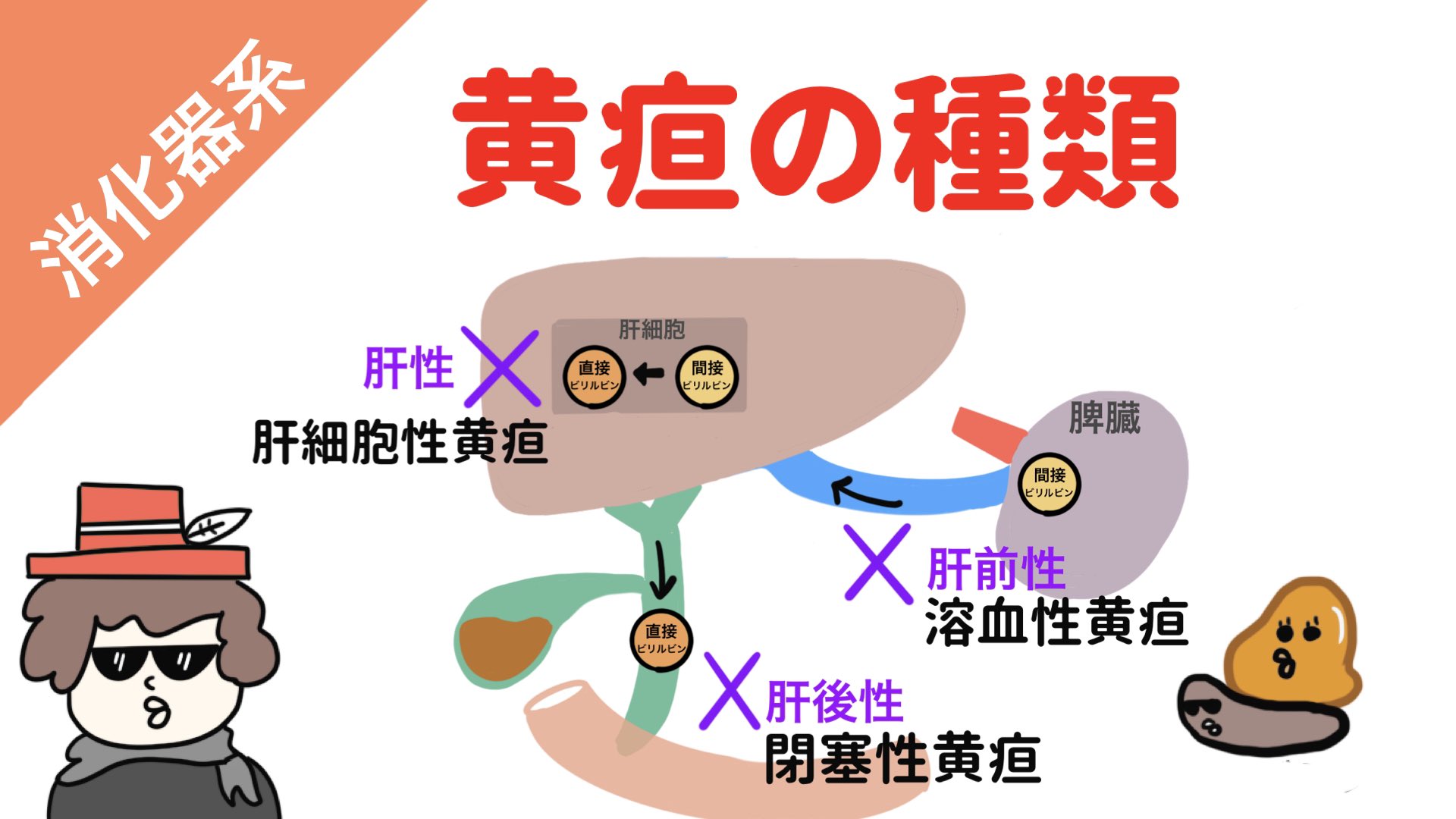 Twitter 上的 ゴロ 解剖生理イラスト 明日の夜にyoutube更新します 黄疸 について 試験で狙われやすいポイントを ギュギュッとまとめました 肝前性黄疸 肝性黄疸 肝後性黄疸 それぞれの違いについて説明してます 前回の動画 ビリルビン代謝 と合わせ