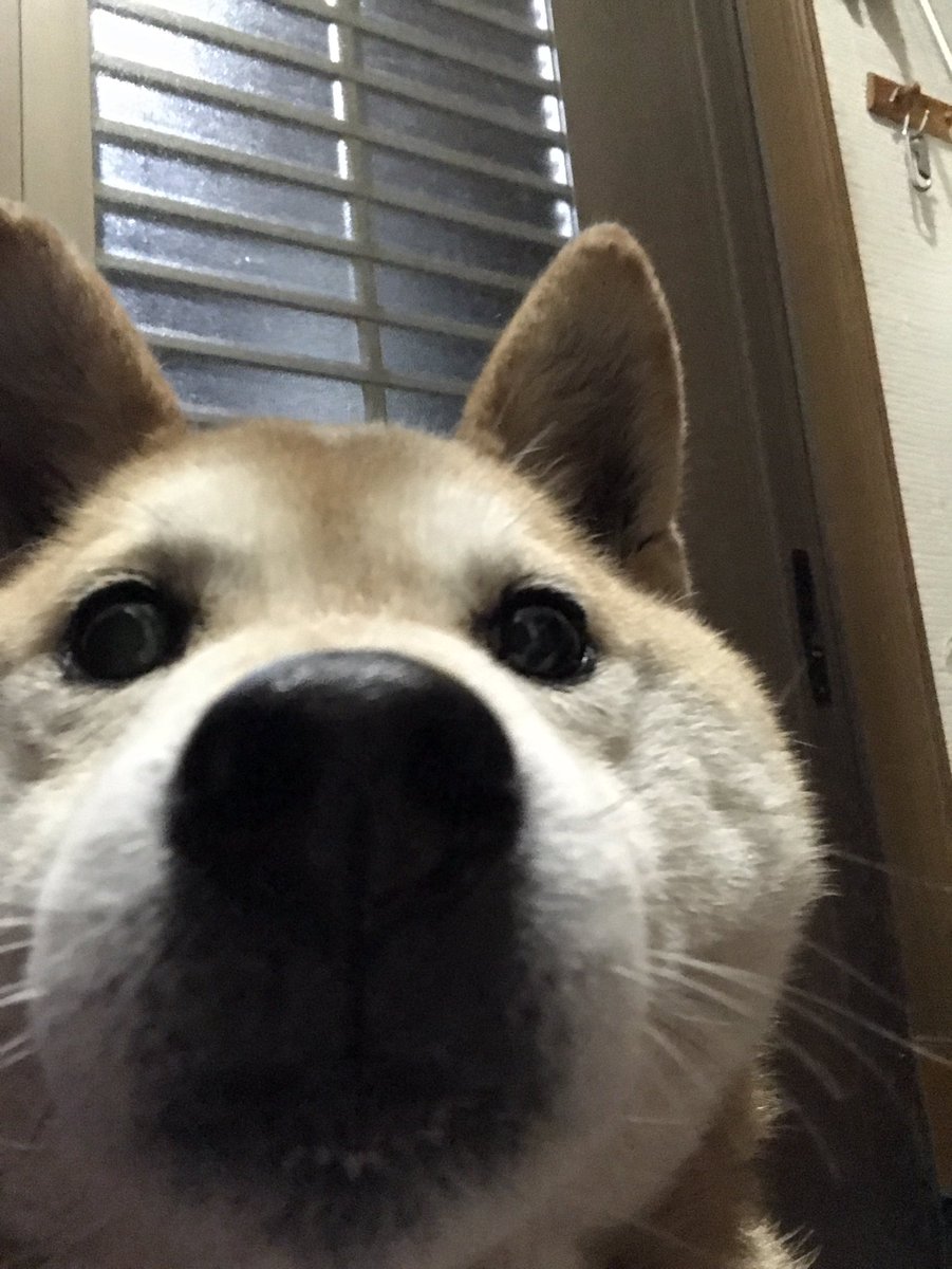 自撮り犬 自撮り犬