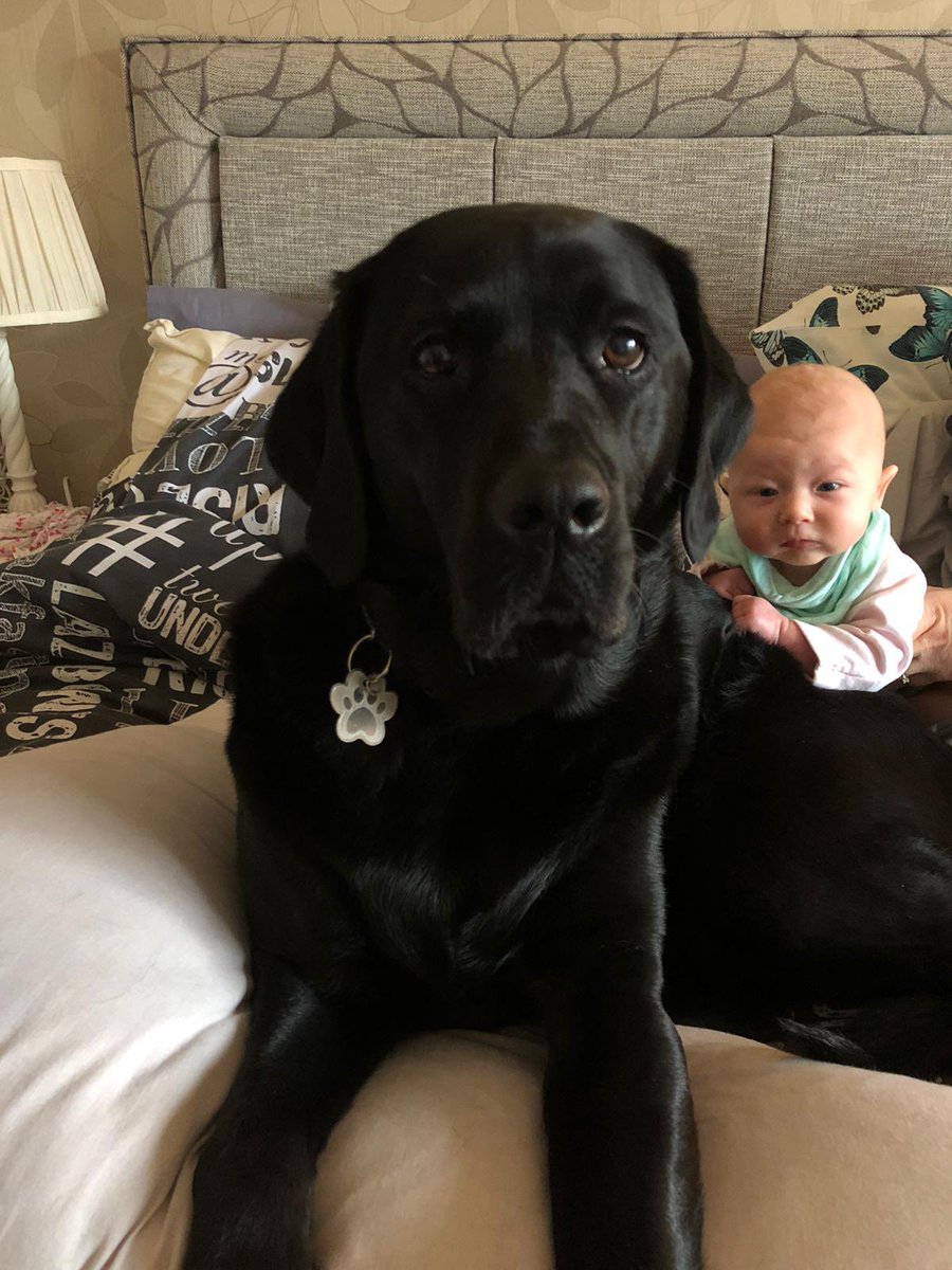 lewisrachael84's tweet photo. Bonnie helping out with tummy time! #bestfriends #tummytime #dogsoftwitter #labrador #bontent https://t.co/5N8jrb0pc0