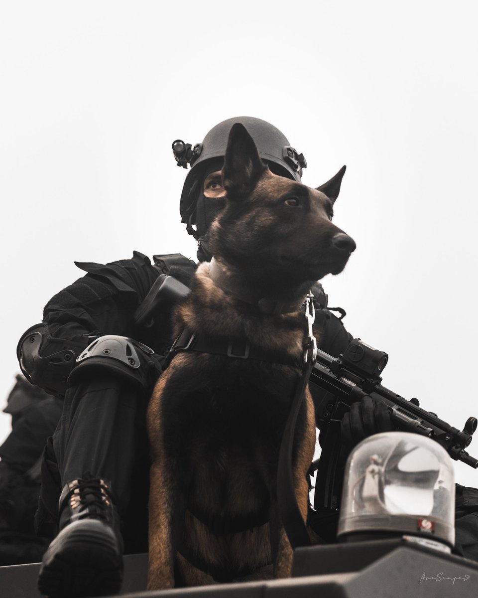 arcscapes's tweet image. NSG Commandos with K9 (Belgian malinois)

#Arcscapes #Nsg #nsgcommandos #k9 #belgianmalinois #RepublicDay2021 #RepublicDayIndia #IndianRepublicDay  #india #indianarmy #Delhi #RepublicDayParade @nsgblackcats @adgpi @Canon_India