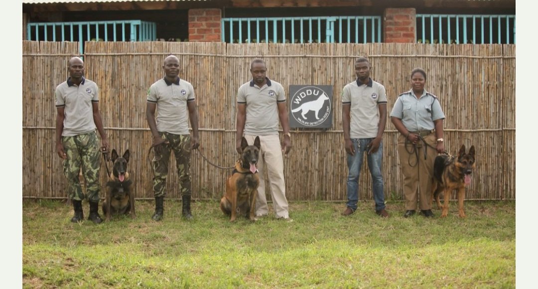 Meet the outstanding Wildlife Detection Unit of Malawi, Africa. Every single one a true Animal Warrior hero.

👇
lilongwewildlife.org/wildlife-detec…

@aandrews2011 @TrundlelinB @aprilwine70 @XposeTrophyHunt @WildlifeTrusts @wildlifeafrica @IDAUSA @Katarina521122 @clairewad @judrees @ncd4jp