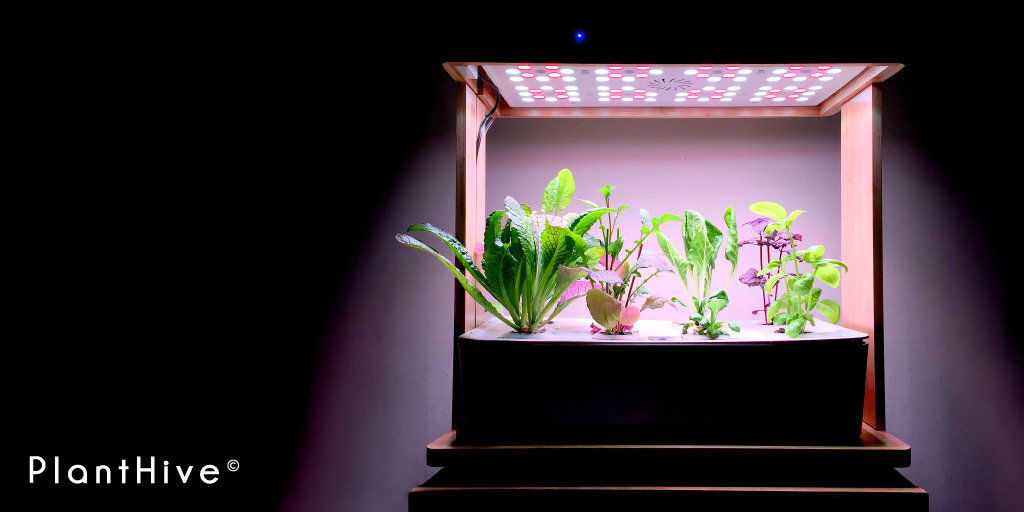 PlantHive's tweet photo. Pimp your kitchen with the Eco Grower! The perfect Smart Garden to ensure your supply of fresh harvested leafy greens such as Arugula, Swiss Chard, Basil, Spinach and others. 🌿☺

Link: https://t.co/KWqmpvIQpr

#PlantHive #SmartGarden #GrowConnected #HealthyLifestyle https://t.co/cjsXUtFGqW