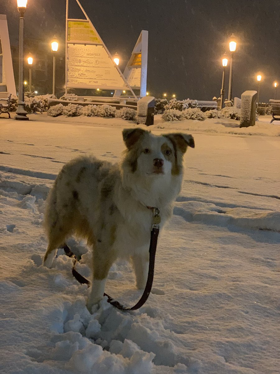 11DanKennedy's tweet photo. Just got these pics from @KellyKennedyPR — Pearl is loving her first snow!! 🐶 ❄️ https://t.co/W6kIuzjMgP