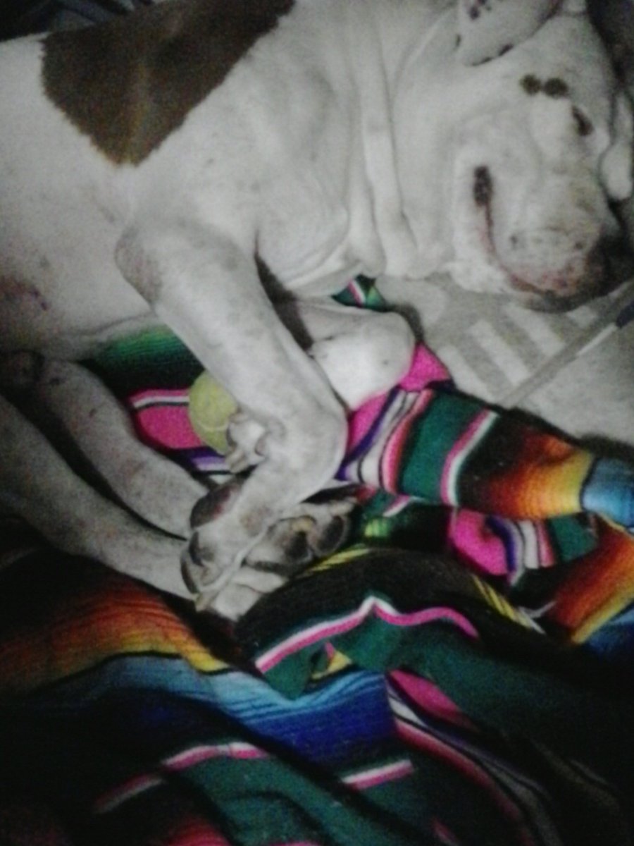 EvaldoGuedes's tweet photo. 😍❤🐾🐾🥰❣My sweet baby boy Hulk sleeping and dreaming❣
#staysafestayhome #useMascara #StayHome #pandemic #CoronaVirusUpdates
#COVIDー19 #Mantenhadistanciaporfavor #UseaMáscara #UseAlcoolgel #keepyourdistanceplease https://t.co/pioQWybfE2