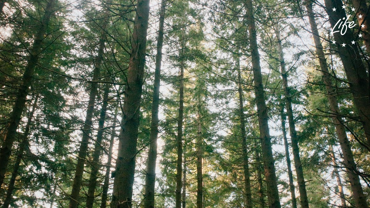 LIFEProgramme's tweet photo. #DYK that forests 🌲🌳 with minimal human interference are vital for our ecosystem and have high levels of biodiversity?
The new study on the mapping of EU's 🇪🇺 forests from @SfEP can help us determine how to protect & restore these precious lands.
👉🏻https://t.co/BijX9h0BBI https://t.co/cHwrthKloZ