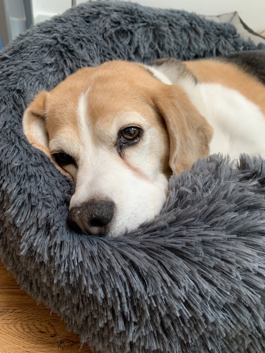 Harvey_Beagle's tweet photo. Well this is kinda cosy. 

(I kept stealing my sis-fur’s bed so mum bought me one of my own!) https://t.co/Ri3oObp34A