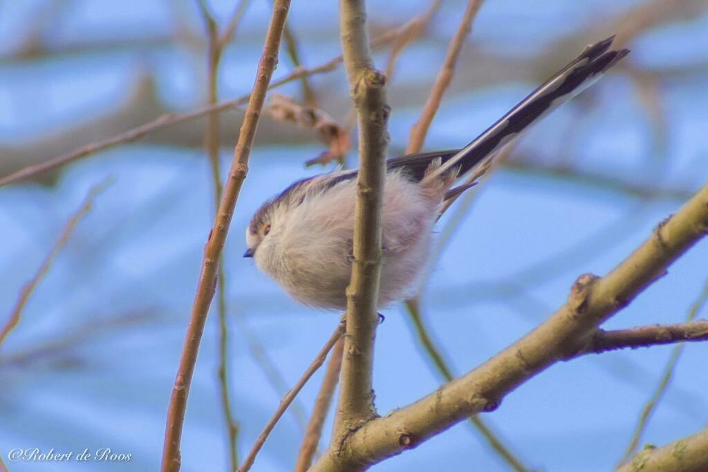 Droos_tweet's tweet photo. The long-tailed tit
-
#longtailedtit #staartmees #bird #birds #birdsofinstagram #birdphotography #birdlovers #birdlover #birds_nature #birdseurope #birdwatching #birdsphotography #birdsofholland #birdstagram #birdingphotography #birding #birdsoninstagram… https://t.co/bohDlHUi1C https://t.co/1qDGuyIiq0