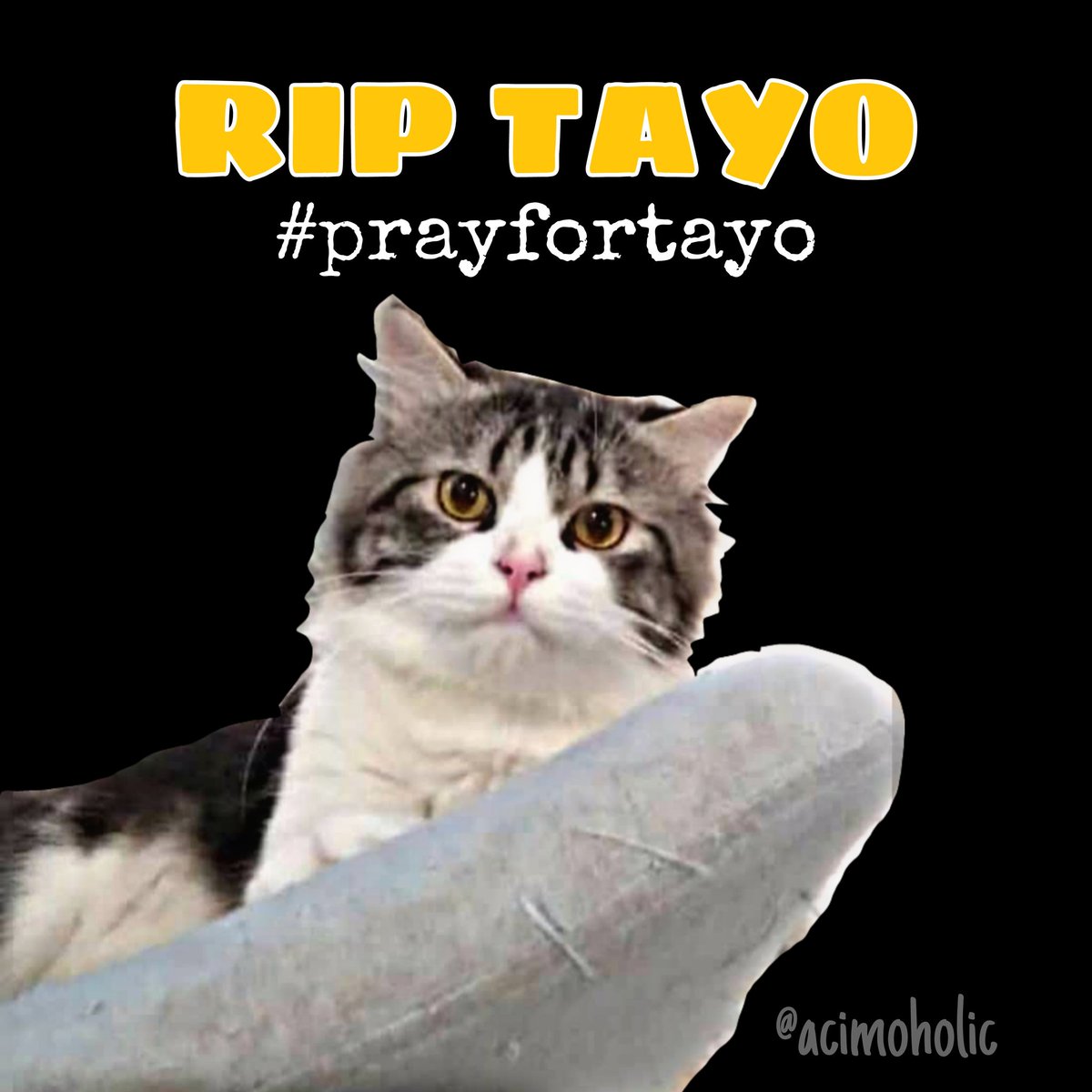 acimoholic's tweet photo. Selamat jalan Tayo, korban kekerasan pada hewan. Bantu owner Tayo untuk menuntut pelaku dan memberikan hukuman setimpal atas perbuatannya...😭😿😡 #prayfortayo #tayo #riptayo #justicefortayo https://t.co/xQJ7f60w7f