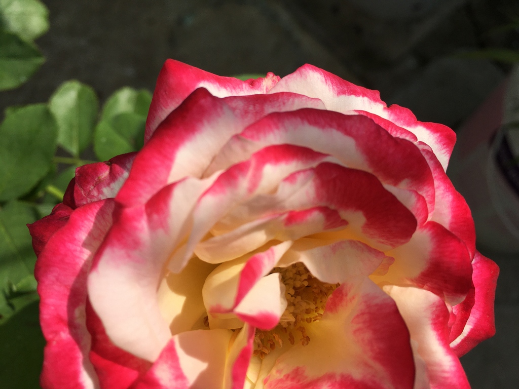 mnayeem's tweet photo. Too Close!!!
#plantlover #plantbased #naturelovers #gardeninginspiration #garden #nature #helloplantlover #art #photography #craft #homedecor #plants #greenery #homegarden #gardenerinthemaking #naturephotography https://t.co/7No6b7pYG5