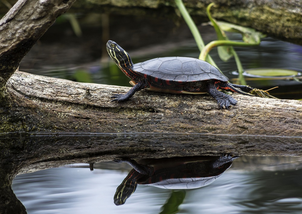 OntarioParks's tweet photo. Miskwaadesi is the Ojibwe name for the Painted Turtle.
In French, it’s Tortue Peinte.
#DiscoveryProgram https://t.co/xwnrKiZdFz