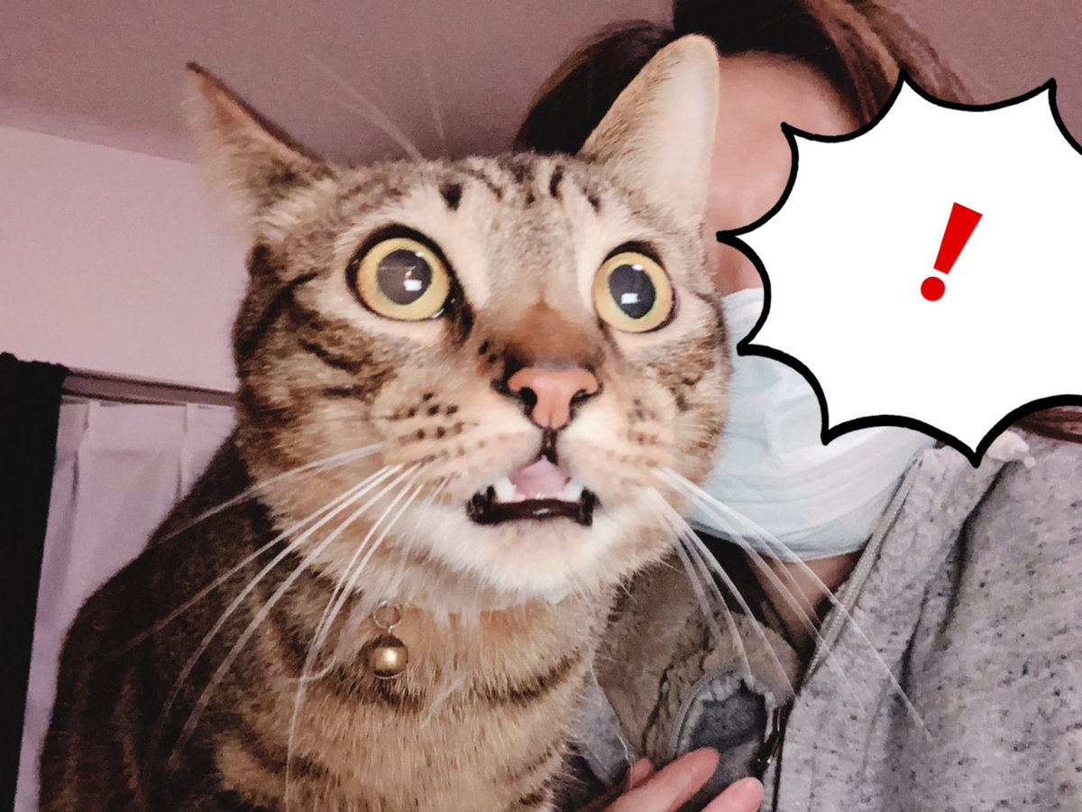 Chiharu てんちゃんのお尻 臭い らいちゃんの おもしろい顔が撮れた 猫好きさんと繋がりたい 猫のいる生活 里親通信 Chiharu てんちゃんのお尻 臭い らいちゃんの おもしろい顔が撮れた 猫好きさんと繋がりたい 猫のいる生活 里親通信