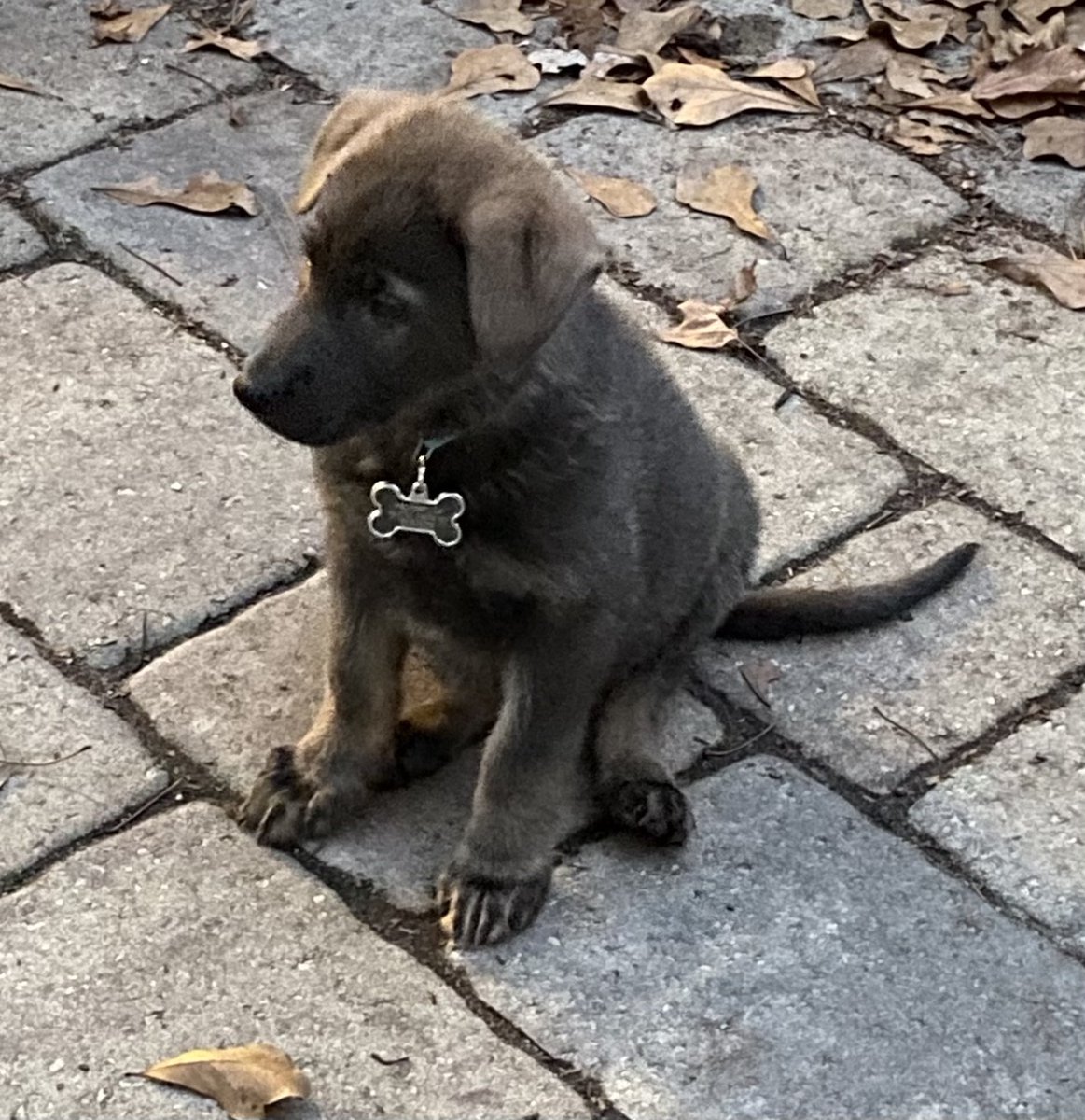 Introducing K9 Goose. When fully grown and trained she will be out on patrol.