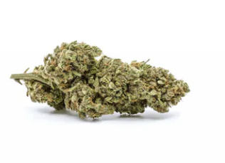 goodcookiestore's tweet photo. God Bud from Redecan has resin-coated buds with an herbal, musky flavour combined with tropical fruit and undertones of berry, lavender and pine.Order at: https://t.co/vmhomD56fb!
#redecancannabis #cannabisbud #THCpotency #redecangodbug  #muskyflavour #richterpene https://t.co/C88FOYzLBA