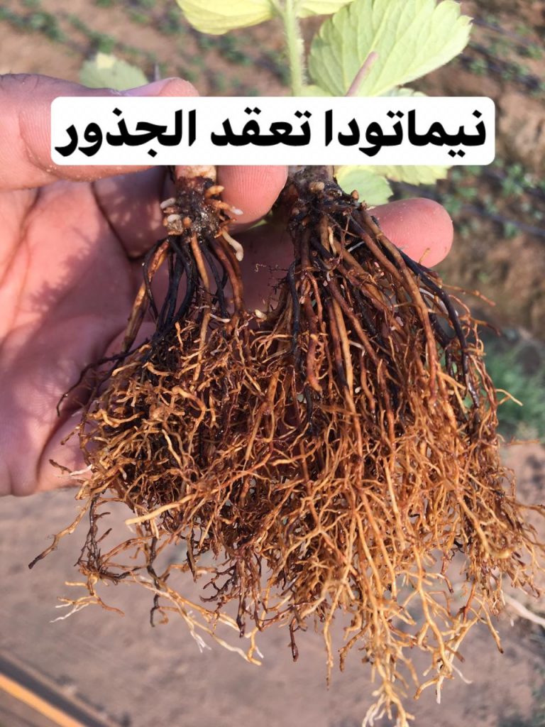 نيماتودا تعقد الجذور (Meloidogyne spp.):
1- كائنات حية صغيرة الحجم تشبه الديدان بشكلها العام وتتواجد...