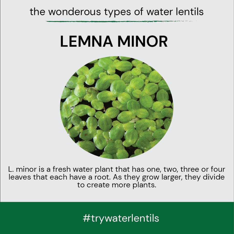 waterlentils's tweet photo. The most popular of all Water Lentils - Lemna Minor!

#vegan #cleaneating #eatclean #health #healthyfood #vegansofinstagram #plantpower #lentein https://t.co/4fBtJSCR0b