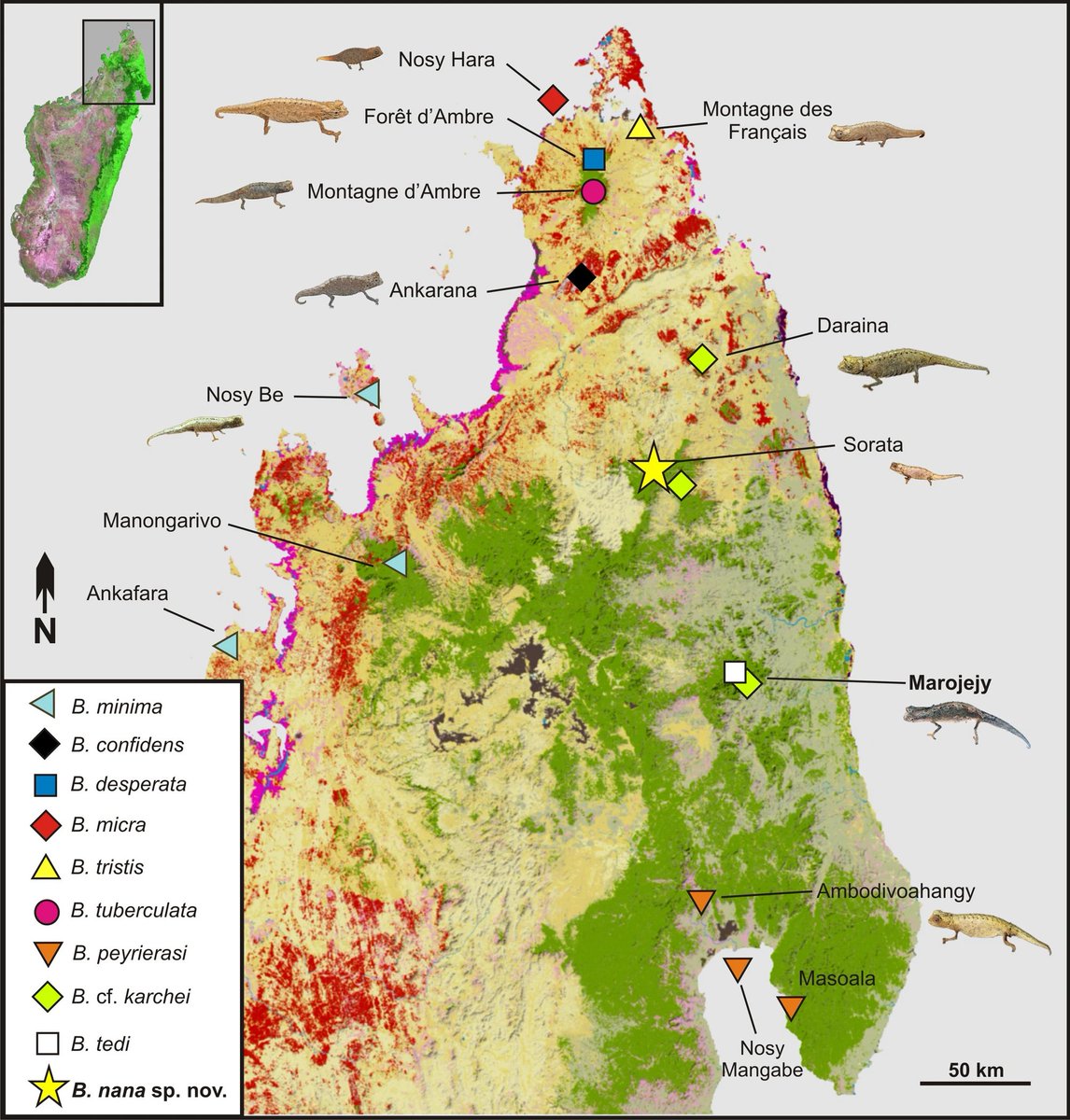 We are slowly piecing together the distribution of this group of tiny chameleons. Unsurprisingly, most are microendemic to tiiiny areas. So, every time we visit a new area, there's a decent chance of finding a new species!Fig. 3 from our new paper(7/21)