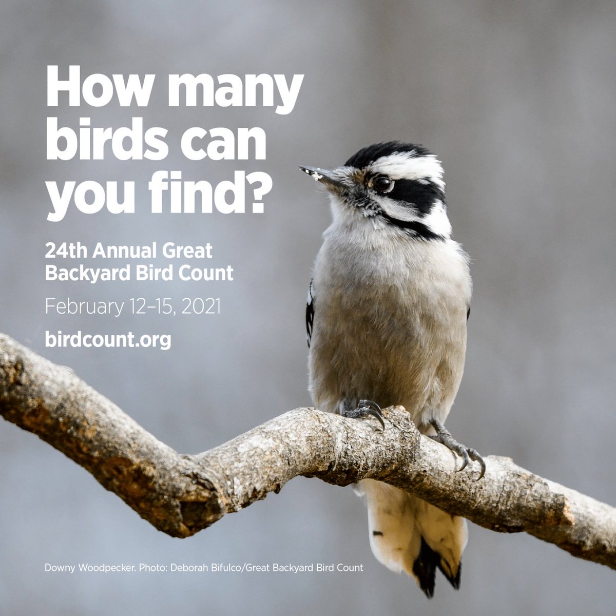 During February's #GBBC global #citizenscience event, observe and count birds from your location- it all adds up!  birdscanada.org/mark-your-cale… via <a href="/BirdsCanada/">Birds Canada</a>