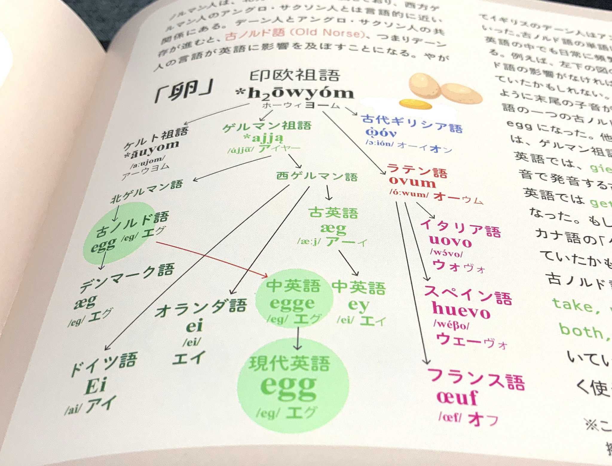 原島広至 公式 英語解剖図鑑 の中の 単語の系図 を見ていると 色々と発見があります 例えば卵 普通のルートだったなら 今頃英語の卵はey エイだったかも 昔の英語 では実際eyエイ オランダ語もエイ しかし ヴァイキングの古ノルド語が英語 原島広至 公式 英語解剖図鑑 の中の 単語の系図 を見ていると 色々と発見があります 例えば卵 普通のルートだったなら 今頃英語の卵はey エイだったかも 昔の英語 では実際eyエイ オランダ語もエイ しかし ヴァイキングの古ノルド語が英語