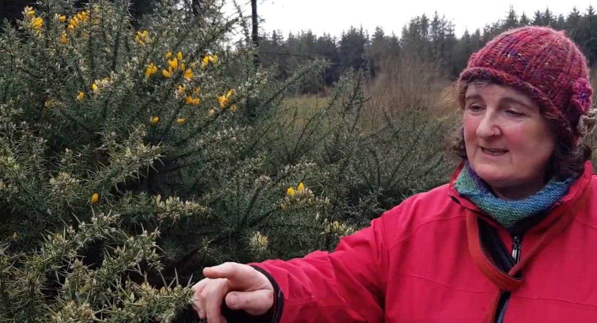 VisualCarlow's tweet photo. Plant Banter is a new video series with Dee Sewell and VISUAL Carlow.
Let Dee (and her dogs!) take you on fortnightly walks showing you changes that are happening in nature.
Watch at
https://t.co/JVXPNMJ5YB
#PlantBanterVISUAL @Greensideupveg https://t.co/zyuqOdKkj0