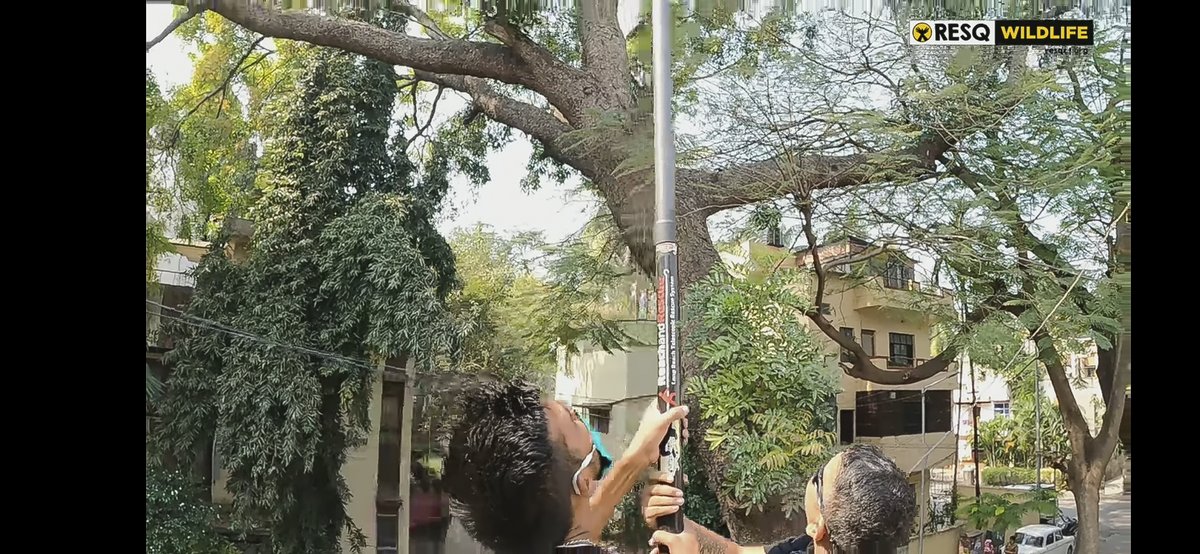ReachandRescue's tweet photo. Proud to support #AnimalRescue charity @resqct in Pune, India ๐ฎ๐ณ
๐these pics are from an amazing vid where they use Reach and Rescue telescopic poles with animal rescue attachments to retrieve 2 birds, a bat & a kite tangled in wire high up in trees
#ReachandRescue #RESQCT https://t.co/at0IHy94NH