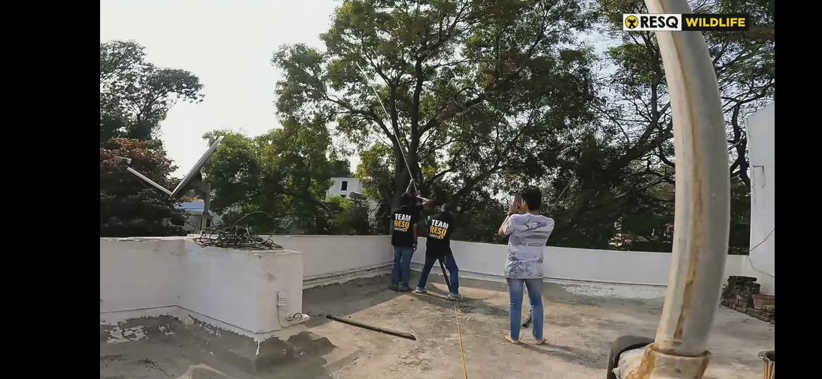 ReachandRescue's tweet photo. Proud to support #AnimalRescue charity @resqct in Pune, India ๐ฎ๐ณ
๐these pics are from an amazing vid where they use Reach and Rescue telescopic poles with animal rescue attachments to retrieve 2 birds, a bat & a kite tangled in wire high up in trees
#ReachandRescue #RESQCT https://t.co/at0IHy94NH