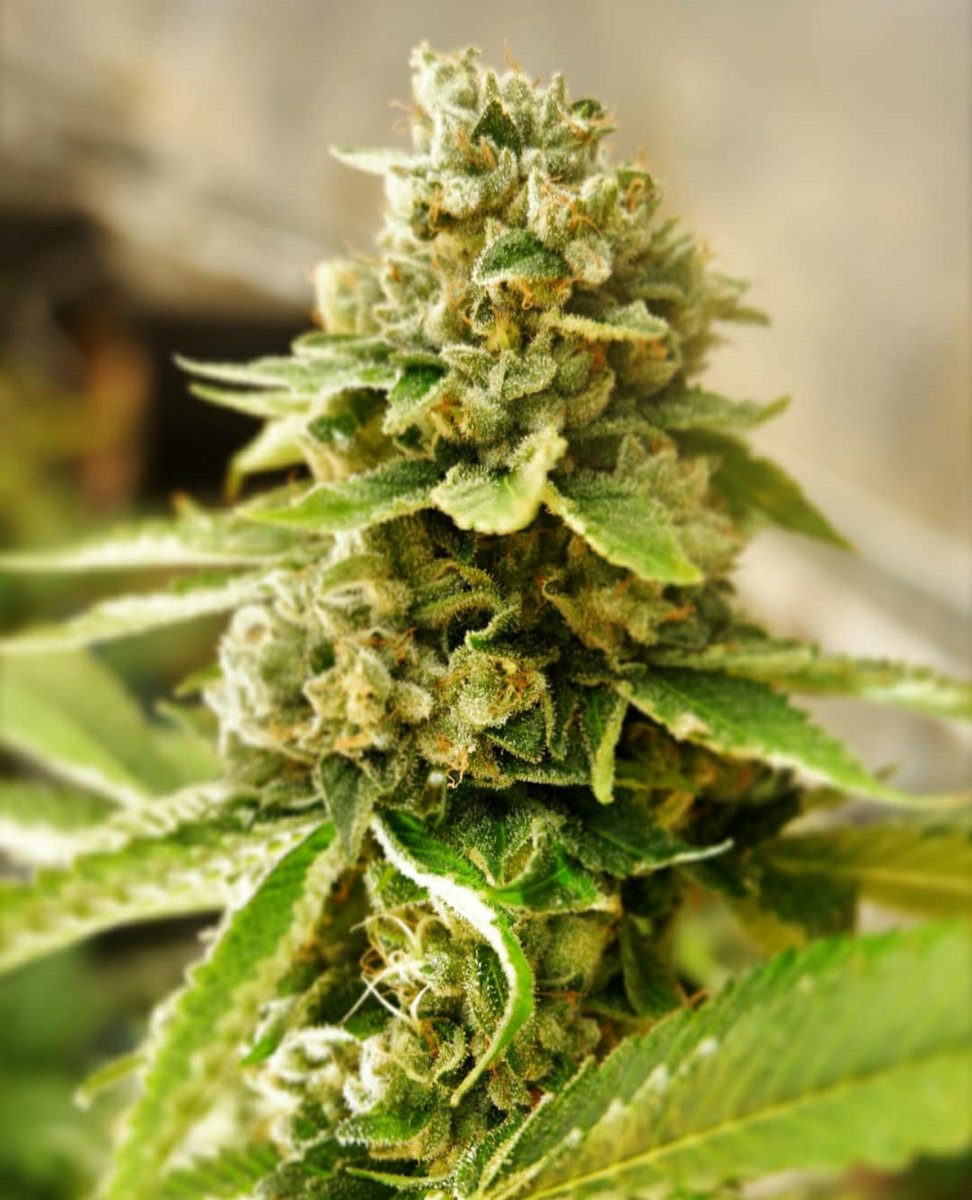 Hydra_Labs's tweet photo. Our Thursday vibes🔥
Trichomes: This is where the magic happens!!!
The production of THC, CBD, and other medicinal cannabinoids are created within the head of the trichome.
#cannabis #medicalcannabis #cannabisindustry #cannabislife #cannabislove #thcextraction #trichomes https://t.co/qfJShlfxYe