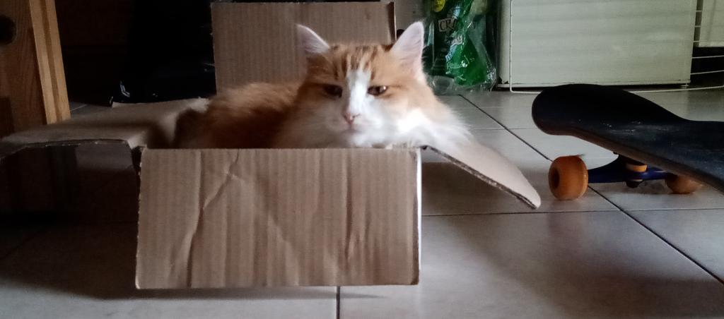 libertecherie28's tweet photo. C'est ce qui s'appelle faire un carton plein !! 😹😹🙀
#Cat  #instantchat #jeudiphoto #photography #photooftheday 
 📷Perso https://t.co/hD9vKhKISN