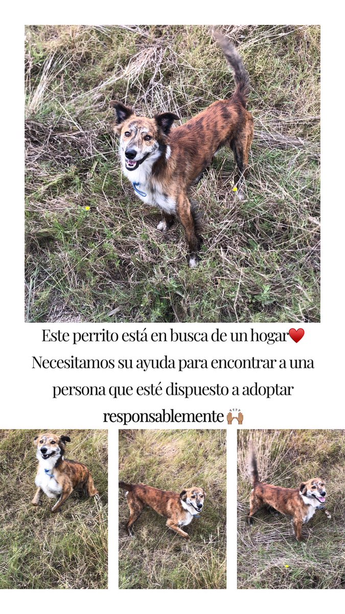 Agusrambal's tweet photo. Junto a ella se encuentra este perrito también! Por favor difundir 🙏🏼 
Me encantaría quedármelos pero no puedo. Y de verdad la están pasando mal. https://t.co/IWzNT7JiXj