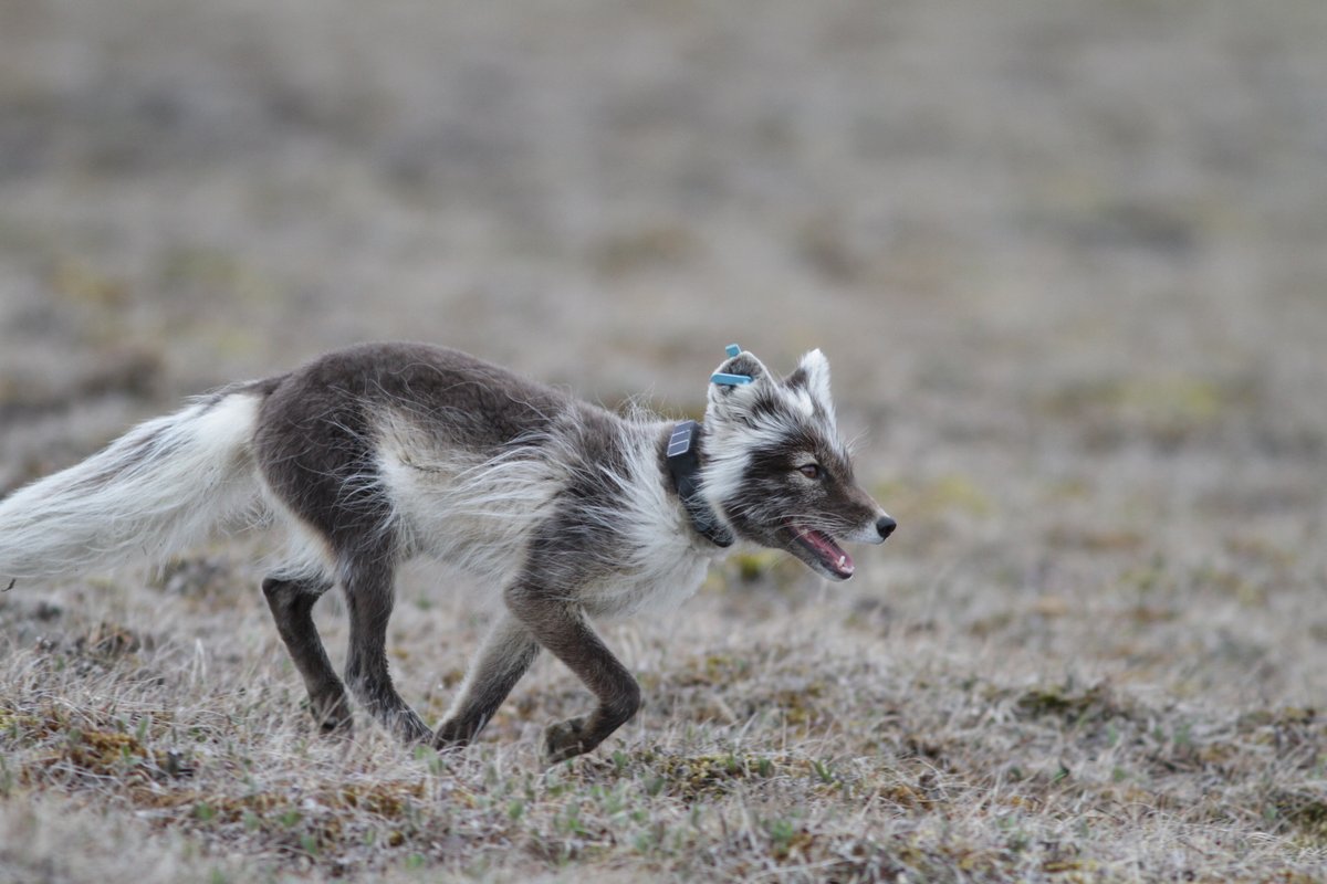 In this study, we used high GPS fix frequencies to evaluate movement rates in eight territorial arctic foxes on Bylot Island (Nunavut, Canada). We also assessed the effects of fix interval and location error on estimated movement rates. (Photo credit: D. Berteaux) 2/5