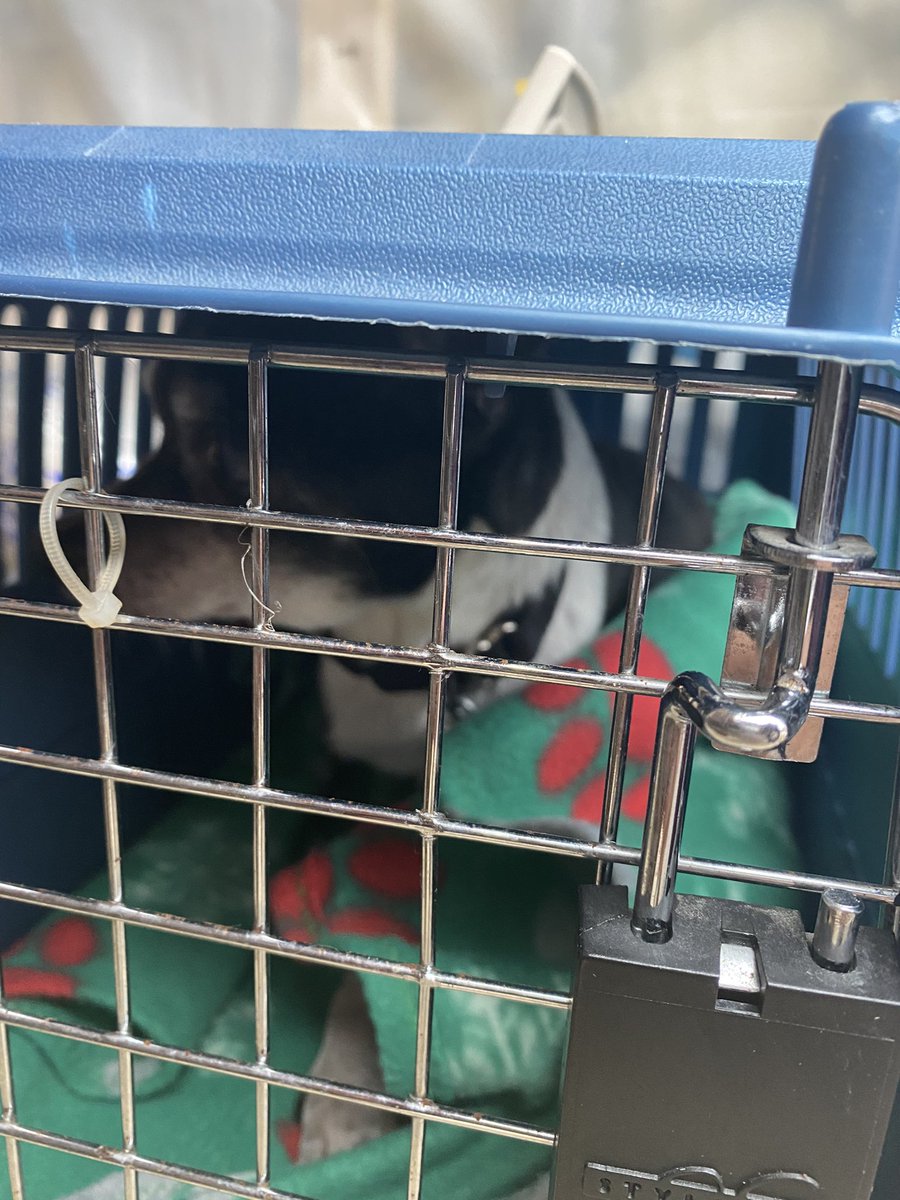 Rescueber tweet media