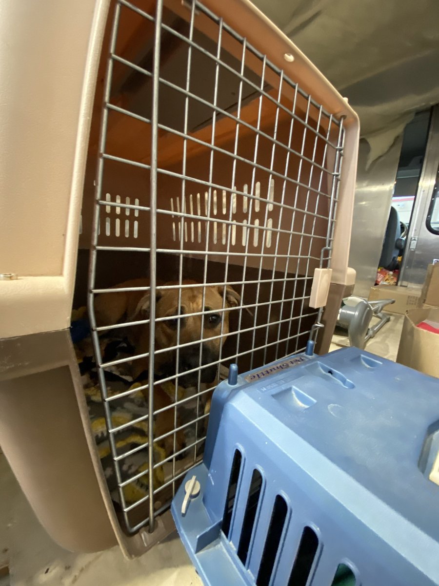 Rescueber tweet media