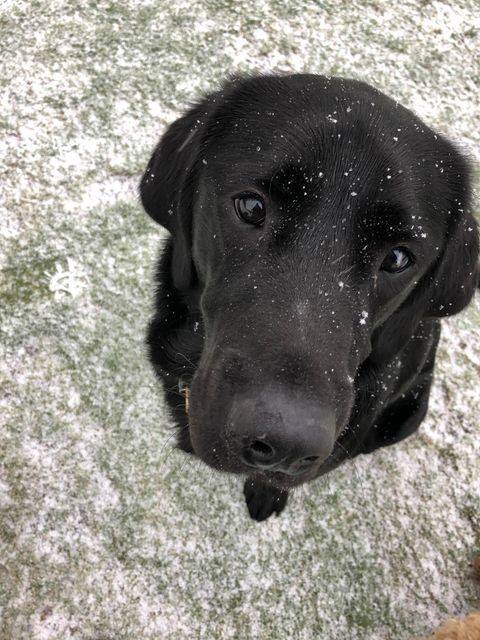 Kelly.
Labrador x Golden Retriever loved the snow, he's one of Miguel's pack.
Thank you to Anna for this beautiful photo.
(Photo shows the head of a black dog looking up at the camera. He is sitting on the grass with a light covering of snow and more snowflakes are falling).