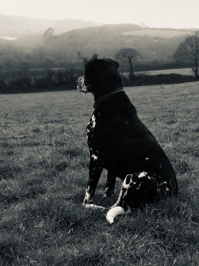 BarrowmanArtist's tweet photo. Dog walking this morning with a bit of #sketching thrown in #sketch #drawing #painting #cornwalldogs #dog #dalmatian https://t.co/L4Al8sBZyw