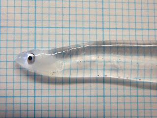LQTNS's tweet photo. El pez transparente.
Este extraño pez se llama #Leptocephalus. Es una cría de anguila marina de un orden que tiene mas de 800 especies. Como se ve en la imagen es posible ver a través de esta larva, ya que es absolutamente transparente. https://t.co/qxzYHLlOdv